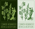 Vector drawing COMMON WORMWOOD. Hand drawn illustration. The Latin name is ARTEMISIA ABSINTHIUM L