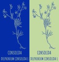 Vector drawing CONSOLIDA. Hand drawn illustration. The Latin name is DELPHINIUM CONSOLIDA L