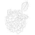 Vector Drawing of Contour Hydrangea for Coloring Book Royalty Free Stock Photo
