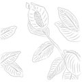 Vector Drawing of Contour Spathiphyllum Flower for Coloring Book