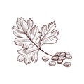 Vector drawing coriander seeds