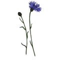 Vector drawing cornflower flower Royalty Free Stock Photo