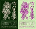 Vector drawing COTTON THISTLE. Hand drawn illustration. The Latin name is ONOPORDUM ACANTHIUM L