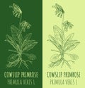 Vector drawing COWSLIP PRIMROSE. Hand drawn illustration. The Latin name is PRIMULA VERIS L