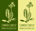 Vector drawing COWSLIP PRIMROSE. Hand drawn illustration. The Latin name is PRIMULA VERIS L