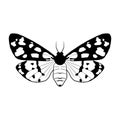 Vector drawing cream-spot tiger butterfly