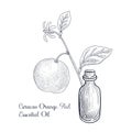 vector drawing curacao orange peel essential oil Royalty Free Stock Photo