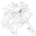 vector drawing daisy flowers. monochrome black line drawing floral card Royalty Free Stock Photo