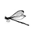 Vector drawing of dragonfly. Hand drawn linear illustration of flying insect in black and white colors. Vintage outline Royalty Free Stock Photo