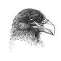 Vector drawing of the Eagle head - illustration Royalty Free Stock Photo