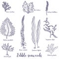 Vector drawing edible seaweed