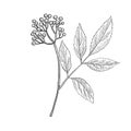 Vector drawing elderberry