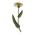 Vector drawing elecampane flower Royalty Free Stock Photo