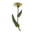 Vector drawing elecampane flower