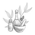 Vector drawing eucalyptus essential oil