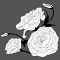 Vector drawing. Eustoma - flowers and buds. Decorative composition - a bouquet of flowers.Wallpaper. Use printed materials, signs,