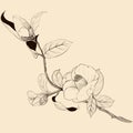 Vector drawing. Eustoma - flowers and buds. Decorative composition - a bouquet of flowers.Wallpaper. Use printed materials, signs,