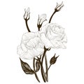 Vector drawing. Eustoma - flowers and buds. Decorative composition - a bouquet of flowers.Wallpaper.