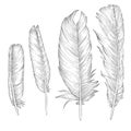 Vector drawing feathers