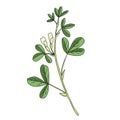 Vector drawing fenugreek