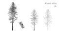 Vector drawing of fir (Abies alba)