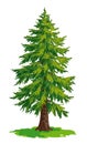 Vector drawing of fir tree Royalty Free Stock Photo
