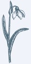 Vector drawing. First spring flower - Snowdrop Royalty Free Stock Photo