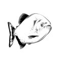 Vector drawing of fish in black color, isolated on white background. Graphic illustration, hand drawing. Drawing for