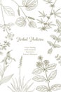 vector drawing floral vintage template