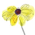 Vector drawing flower of rudbeckia