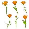 Vector drawing flowers Royalty Free Stock Photo