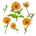 Vector drawing flowers Royalty Free Stock Photo