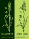 Vector drawing FRAGRANT ORCHID . Hand drawn illustration. The Latin name is GYMNADENIA CONOPSEA L