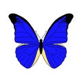 Vector drawing giant blue morpho butterfly Royalty Free Stock Photo