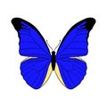 Vector drawing giant blue morpho butterfly