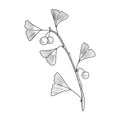 Vector drawing ginkgo