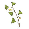 vector drawing ginkgo