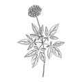 Vector drawing ginseng plant Royalty Free Stock Photo