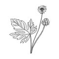 Vector drawing goldenseal Royalty Free Stock Photo