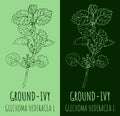 Vector drawing GROUND-IVY. Hand drawn illustration. The Latin name is GLECHOMA HEDERACEA L