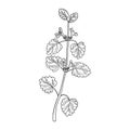 Vector drawing ground-ivy