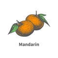 Vector drawing hand-drawn ripe juicy tangerine