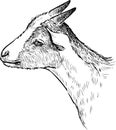 Sketch of the head of a little goat