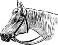 Head of a horse in a bridle Royalty Free Stock Photo