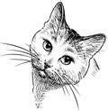 Vector drawing of the head of a house cat Royalty Free Stock Photo