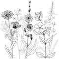 Vector drawing herbs Royalty Free Stock Photo