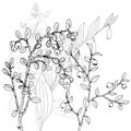 Vector drawing herbs Royalty Free Stock Photo