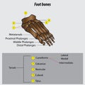 Vector drawing of human foot human foot anatomy drawing labeled