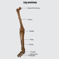 Vector drawing of human leg human leg anatomy drawing labeled