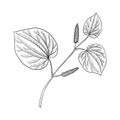 Vector drawing kava plant
